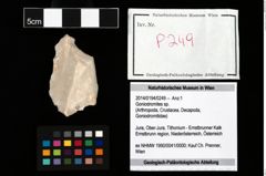 Foto (Objekt + Etikett) von Goniodromites sp.  (NHMW-GEO-2014-0194-0249)